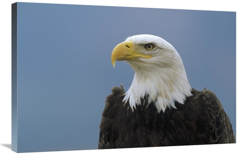 Global Gallery GCS-452484-2436-142 24 x 36 in. Bald Eagle Portrait&#44