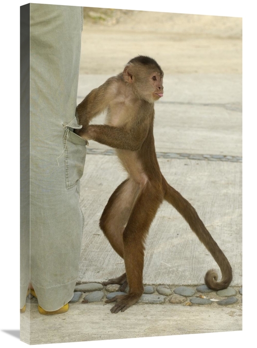 Global Gallery GCS-453088-2030-142 20 x 30 in. White-Fronted Capuchin 