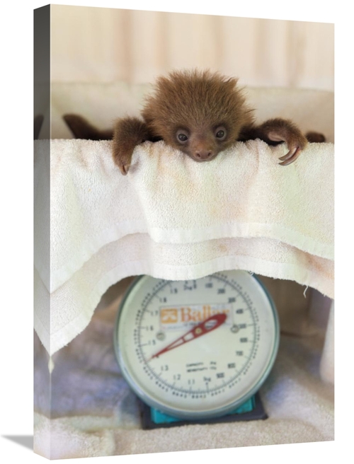 Global Gallery GCS-395862-1624-142 16 x 24 in. Hoffmanns Two-Toed Slot