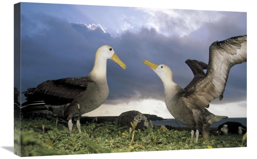 Global Gallery GCS-451371-2030-142 20 x 30 in. Waved Albatross Courtsh