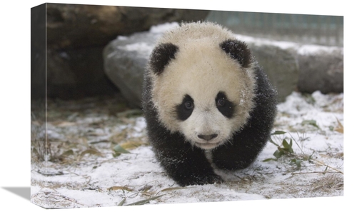 Global Gallery GCS-453023-1218-142 12 x 18 in. Giant Panda Cub Approac