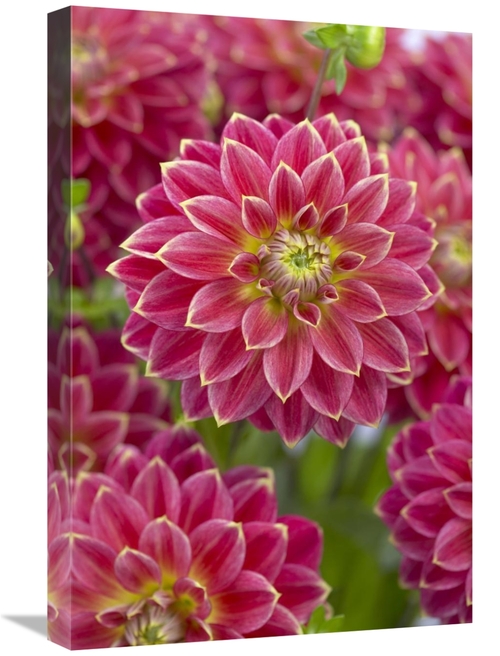 Global Gallery GCS-398354-1624-142 16 x 24 in. Dahlia Optimist Variety