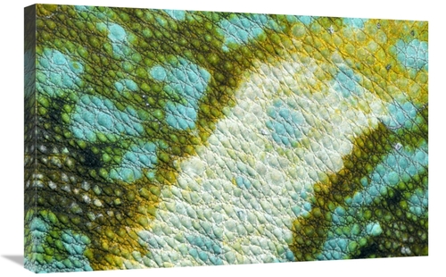 Global Gallery GCS-453603-2030-142 20 x 30 in. Veiled Chameleon Skin o