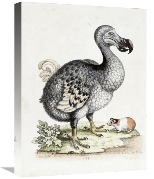 Global Gallery GCS-268345-22-142 22 in. The Dodo Art Print - Frederick