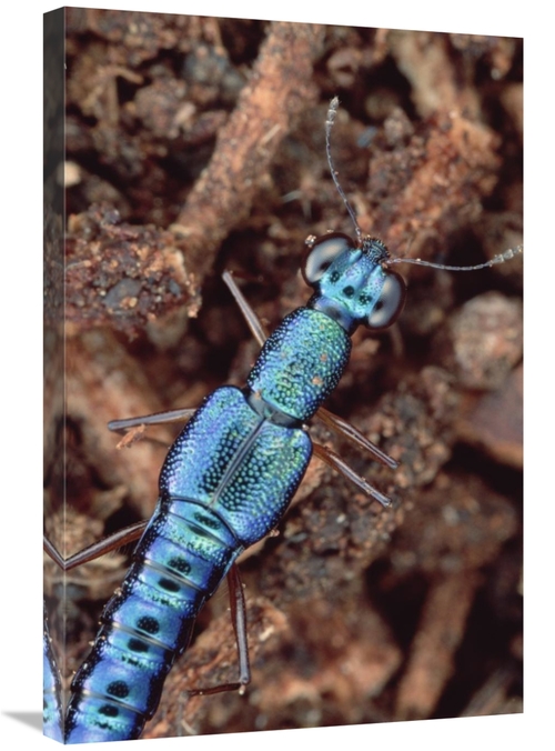 Global Gallery GCS-450949-2030-142 20 x 30 in. Rove Beetle Portrait&#4