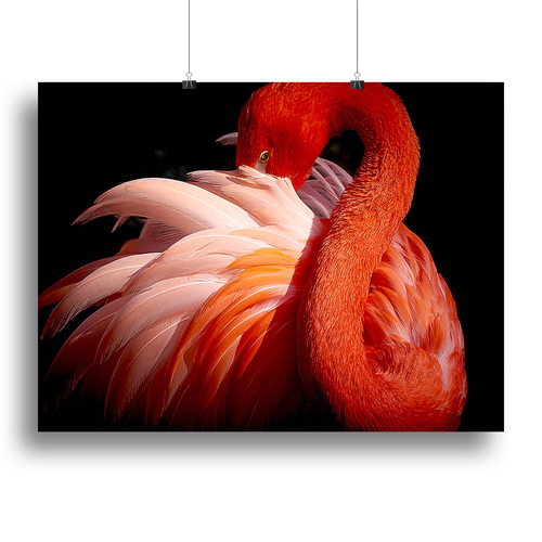 flamingo Close Up Canvas Print or Poster