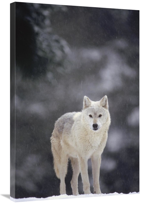 Global Gallery GCS-452806-2436-142 24 x 36 in. Timber Wolf Female in F