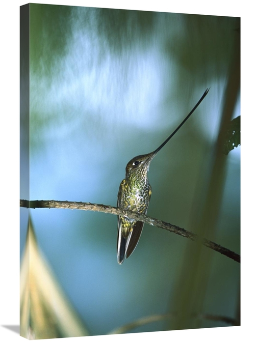 Global Gallery GCS-395594-2030-142 20 x 30 in. Sword-Billed Hummingbir
