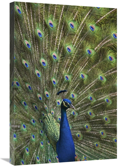 Global Gallery GCS-396585-2030-142 20 x 30 in. Indian Peafowl Male wit