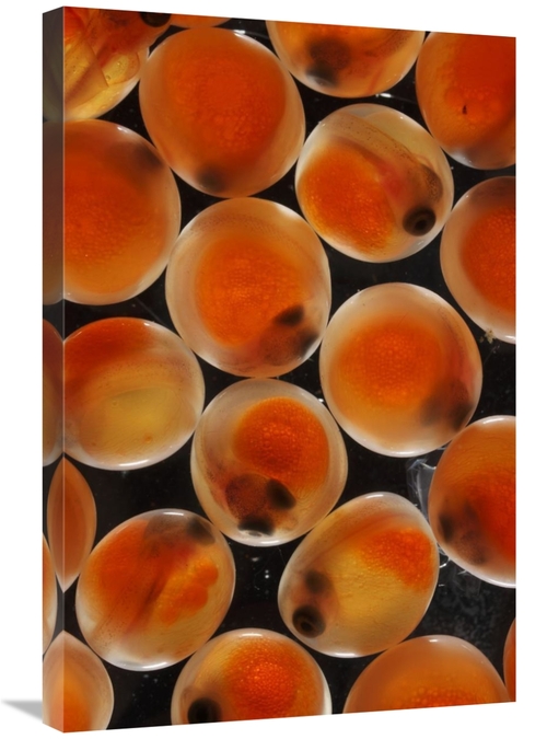 Global Gallery GCS-453584-2030-142 20 x 30 in. Chum Salmon Eggs, N