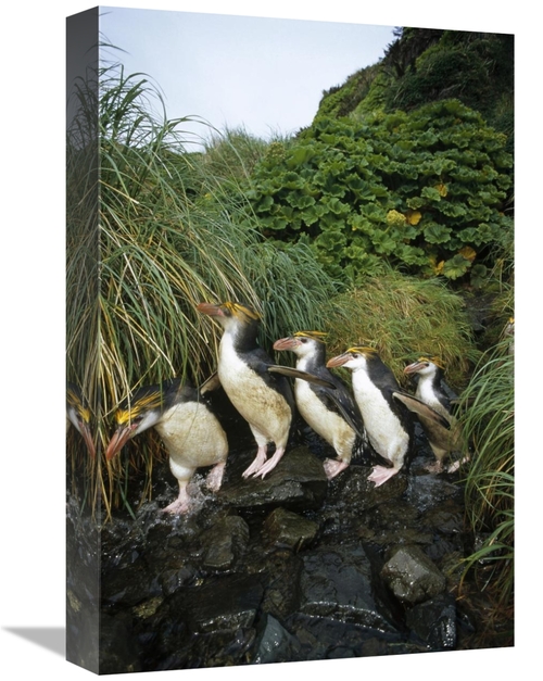 Global Gallery GCS-451071-1218-142 12 x 18 in. Royal Penguin Group Com