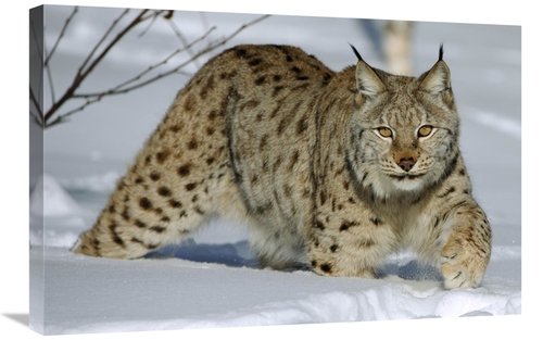 Global Gallery GCS-398058-2030-142 20 x 30 in. Eurasian Lynx in Snow&#