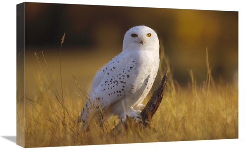 Global Gallery GCS-396942-1624-142 16 x 24 in. Snowy Owl Adult Amid Dr