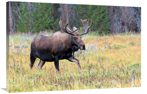 Global Gallery GCS-486507-40-142 40 in. Bull Moose Meadow Art Print - 