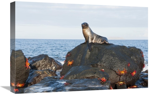 Global Gallery GCS-395602-1624-142 16 x 24 in. Galapagos Sea Lion Pup 