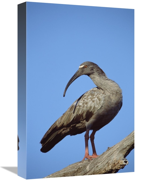 Global Gallery GCS-451473-1218-142 12 x 18 in. Plumbeous Ibis, Cai
