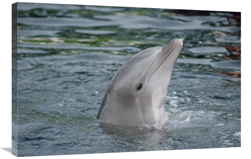 Global Gallery GCS-450627-2436-142 24 x 36 in. Bottlenose Dolphin Grou
