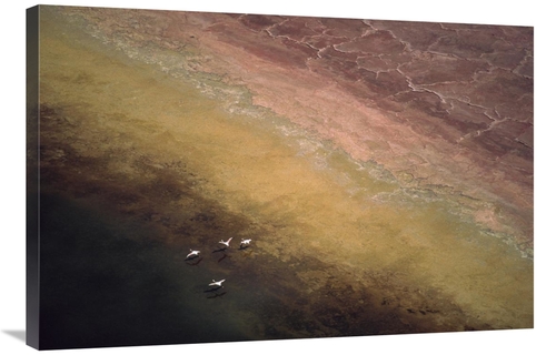 Global Gallery GCS-397071-2436-142 24 x 36 in. Lesser Flamingo Flock o