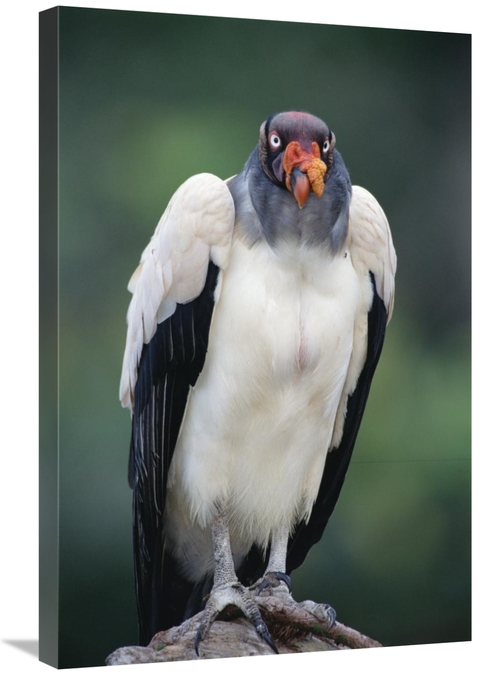 Global Gallery GCS-451221-2030-142 20 x 30 in. King Vulture Portrait&#