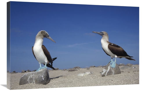 Global Gallery GCS-451394-2436-142 24 x 36 in. Blue-Footed Booby Pair&