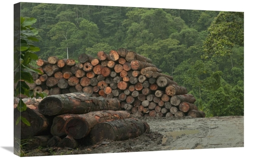 Global Gallery GCS-395561-2030-142 20 x 30 in. Logging of Native Rainf