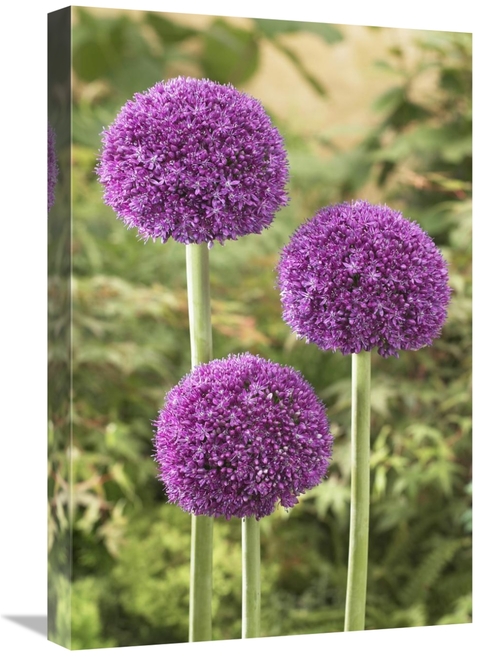 Global Gallery GCS-398359-1624-142 16 x 24 in. Onion Ambassador Variet