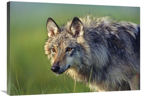 Global Gallery GCS-396019-36-142 36 in. Gray Wolf, Native to North