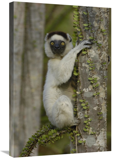 Global Gallery GCS-453036-2030-142 20 x 30 in. Verreauxs Sifaka Sittin