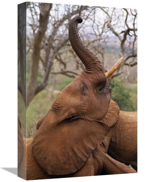 Global Gallery GCS-452960-1218-142 12 x 18 in. African Elephant Orphan