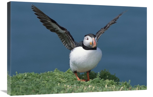Global Gallery GCS-451571-2436-142 24 x 36 in. Atlantic Puffin Exercis