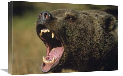 Global Gallery GCS-396046-1624-142 16 x 24 in. Grizzly Bear Calling&#4