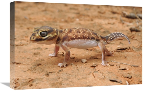 Global Gallery GCS-397569-1624-142 16 x 24 in. Knob-Tailed Gecko in De