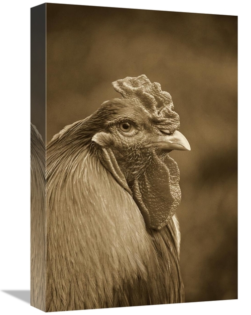 Global Gallery GCS-397517-1218-142 12 x 18 in. Domestic Chicken, P