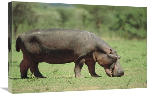 Global Gallery GCS-452384-2030-142 20 x 30 in. Hippopotamus Grazing on