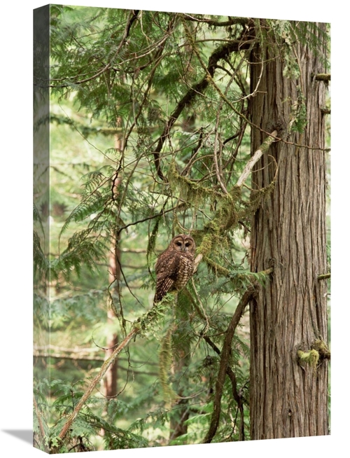 Global Gallery GCS-452740-1624-142 16 x 24 in. Northern Spotted Owl&#4