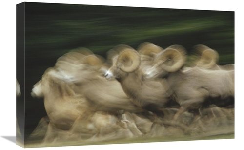 Global Gallery GCS-396664-1624-142 16 x 24 in. Bighorn Sheep Herd Runn