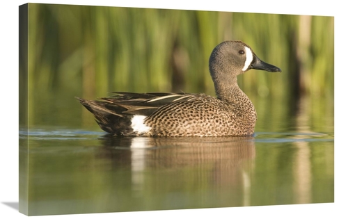 Global Gallery GCS-397413-2030-142 20 x 30 in. Cinnamon Teal Male,