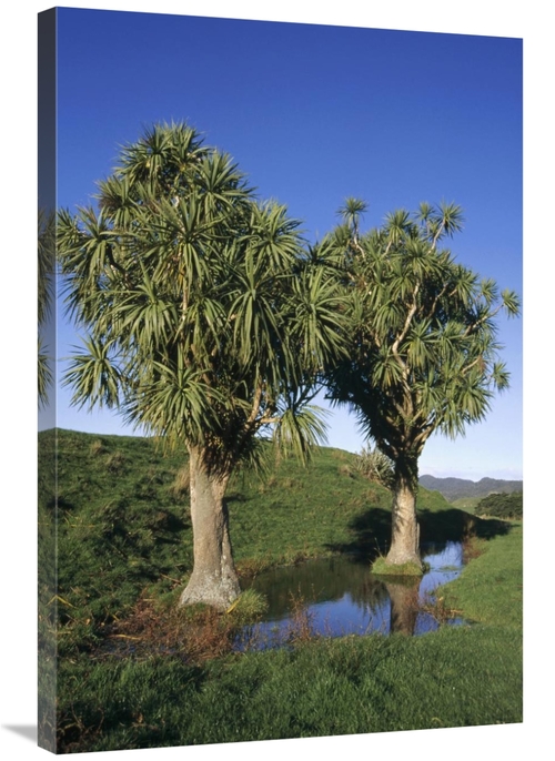 Global Gallery GCS-451092-2436-142 24 x 36 in. Cabbage Tree Pair, 