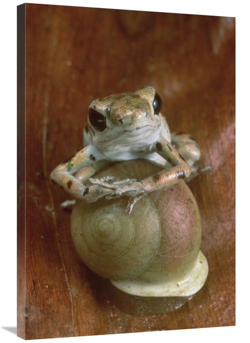 Global Gallery GCS-450752-2436-142 24 x 36 in. Strawberry Poison Dart 