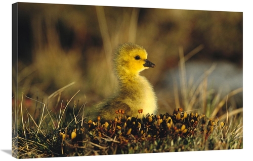 Global Gallery GCS-453276-2436-142 24 x 36 in. Canada Goose Gosling&#4