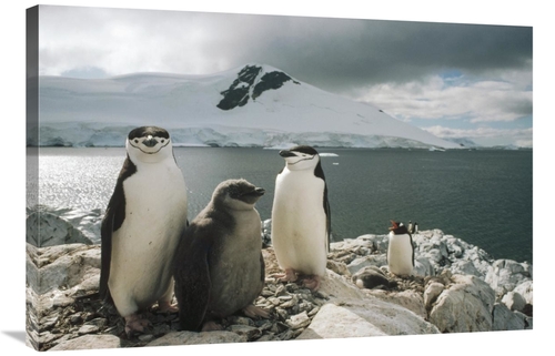 Global Gallery GCS-451289-2436-142 24 x 36 in. Chinstrap Penguin Paren