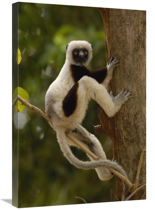 Global Gallery GCS-453026-2030-142 20 x 30 in. Coquerels Sifaka in Wes