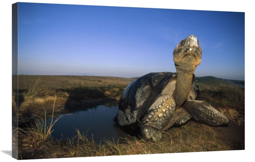 Global Gallery GCS-451386-2436-142 24 x 36 in. Galapagos Giant Tortois