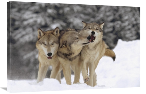 Global Gallery GCS-396147-2436-142 24 x 36 in. Timber Wolf Trio Playin