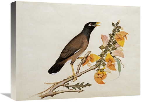 Global Gallery GCS-267815-22-142 22 in. A Minah Bird Perched on a Flow