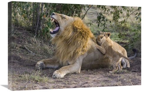 Global Gallery GCS-395884-2030-142 20 x 30 in. African Lion Seven to E