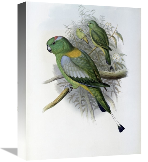 Global Gallery GCS-277779-16-142 16 in. Racket-Tailed Parrot Art Print