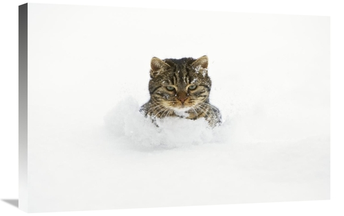 Global Gallery GCS-452581-2030-142 20 x 30 in. House Cat in Deep Snow&