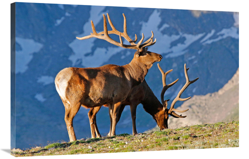 Global Gallery GCS-486394-40-142 40 in. Two High Country Bull Elk Art 