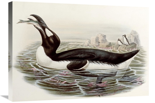 Global Gallery GCS-268027-30-142 30 in. Great Auk Art Print - John Gou